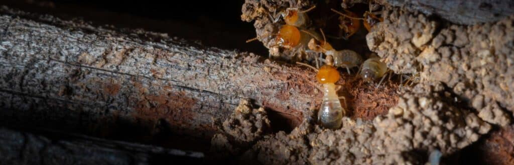 How Professional Termite Inspections Can Save Your Home