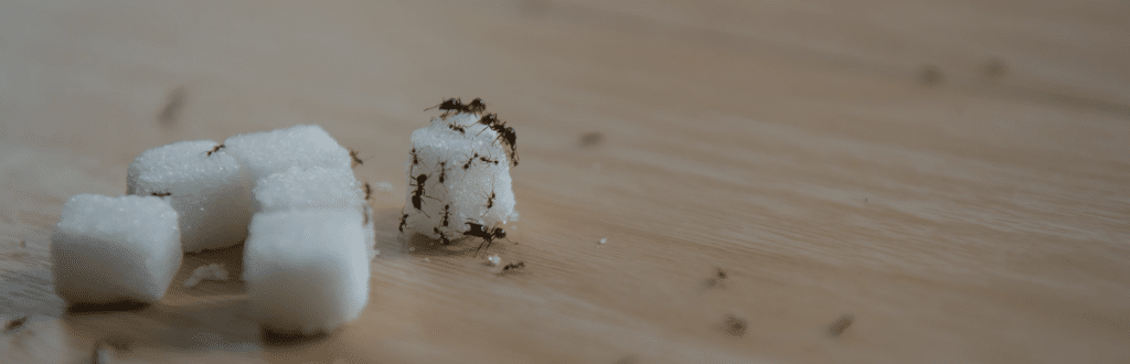 Why Ants Invade Your Home in the Summer and How to Stop Them