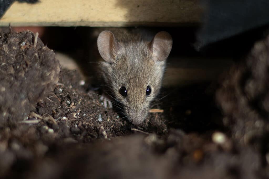 Tips to Keep Mice Out of Your House this Fall