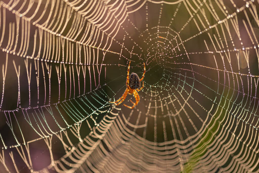 Tips to Keep Spiders Out of Your Home This Fall